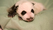 U.S.'s panda 'progressing well'