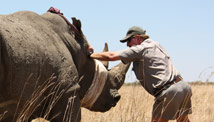 Rhino horns fitted with GPS