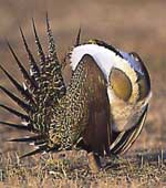 Greater-sage grouse. USGS image.