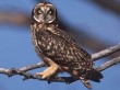 Short eared owl. NRCS Hawaii.