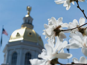 Magnolia blossoms in front of the New Hampshire State Capitol Building