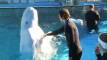 Longhorns brave cold water to swim with beluga whales