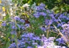 The aromatic aster (Symphyotrichum oblongifolium) in bloom at the National Garden
