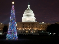 2011 Capitol Christmas Tree lit up at night 