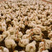 Young chickens at a commercial poultry farm. How chickens are priced has become a contentious topic as the poultry industry has consolidated.