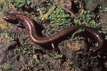 Tiny Salamanders Represent Three New Species