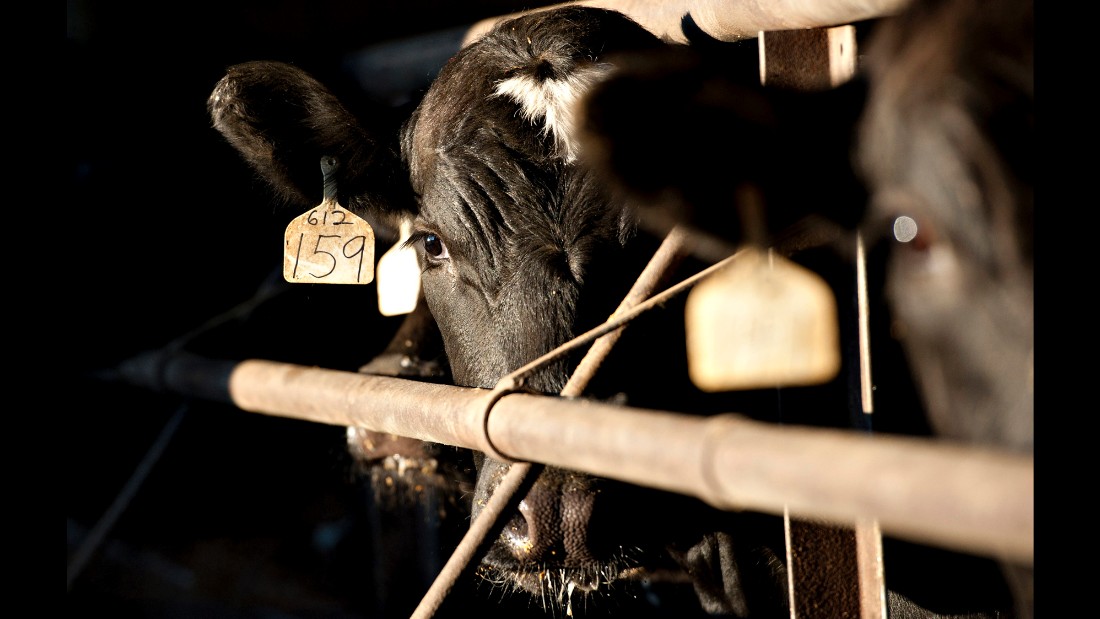 A beef cow stands in a barn at a feedlot owned by Jamie Willrett in Malta, Illinois, U.S., on Tuesday, April 5, 2011. Cattle fell the most in three weeks yesterday on speculation that demand from U.S. processors may ease after a rally to a record.