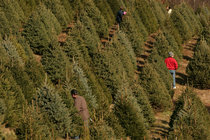 New York Today: Keeping a Christmas Tree Green