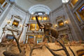 Image: National Museum of Natural History