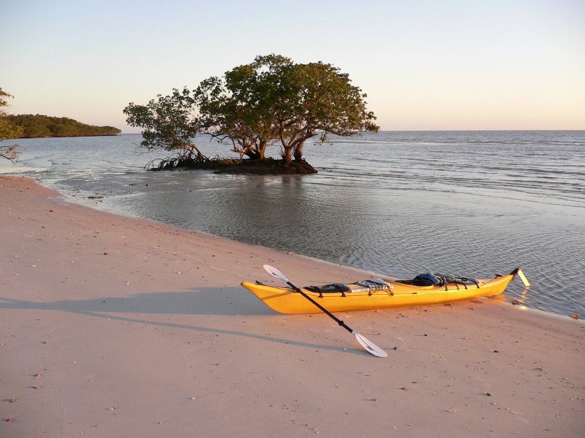 A yellow kayak rests on a sandy beach with a mangrove tree growing nearby.