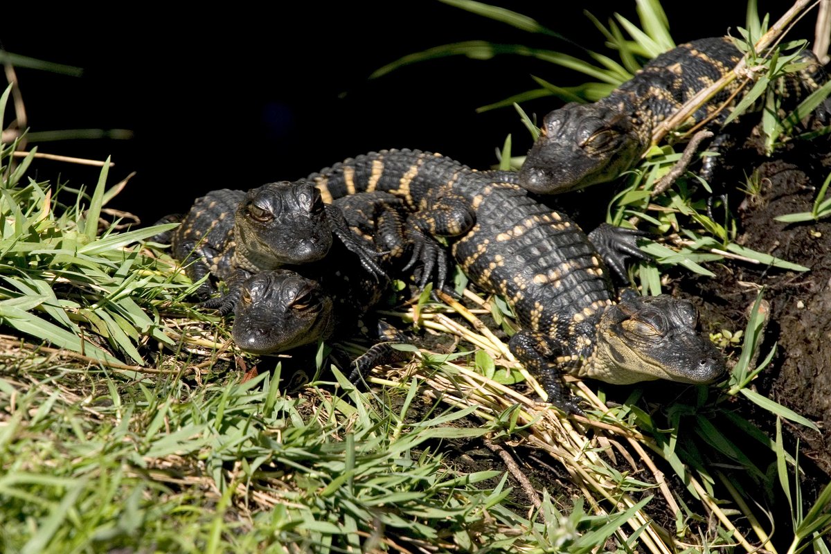 Four baby alligators lay together on a grassy riverbank.