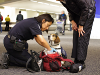 CBP agriculture canine sniffs luggage for prohibited food products