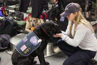 CBP canine working with support staff