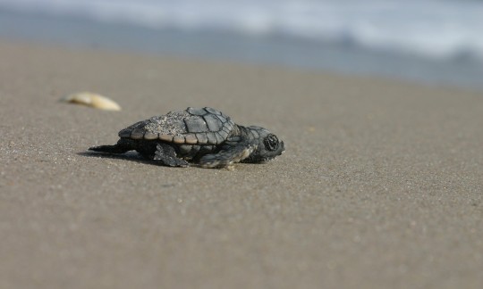 loggerhead sea turtle hatchling