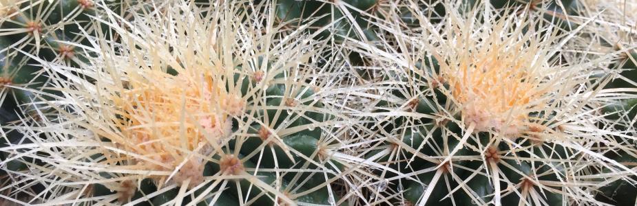 Golden Barrel Cactus Echinocactus grusonii