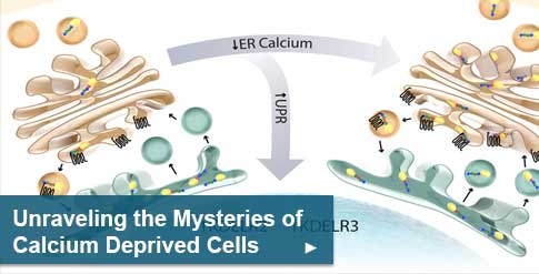 Unraveling the Mysteries of Calcium Deprived Cells
