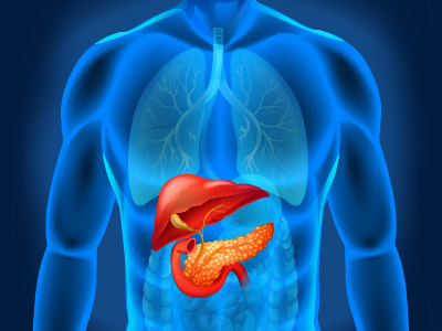 Illustration of a liver and pancreas.