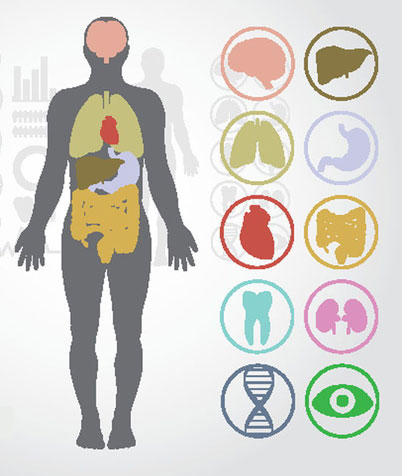 Image of human silhouette with various organs highlighted.