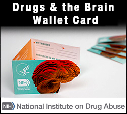 Drugs & the Brain Wallet Card