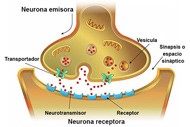 Dibujo de una sinapsis que muestra el mecanismo de transmisión de señales entre las neuronas en el que participan los neurotransmisores, los receptores en las neuronas y los transportadores de neuronas.