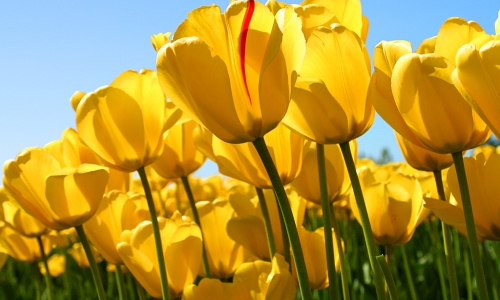 Yellow tulips ((Copyright IStock)