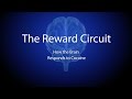 The Reward Circuit: How the Brain Responds to Cocaine
