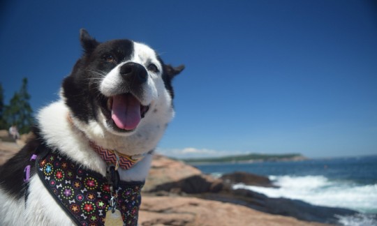 A large black and white dog looks at the camera with an open mouth as it sits on a rocky shore with the ocean in the background.