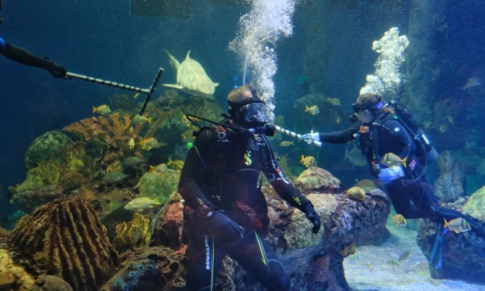 Secretary Zinke wearing SCUBA gear and diving underwater in a large aquarium tank with fish and rocks.