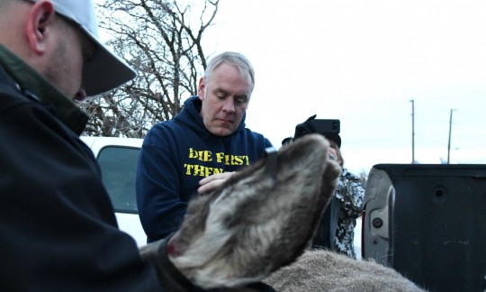 Secretary Zinke and another white man in outdoor gear use pliers to attach a tag to the ear of a sedated mule deer.