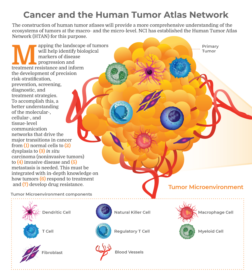 Information mapped in human tumor atlases will provide a comprehensive understanding of the ecosystem of tumors and show important transitions in cancer. 