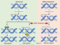 Image showing how blocking PARP proteins in cells with BRCA mutations leads to cell death.