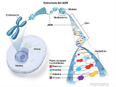 Una ilustración de la estructura del ADN