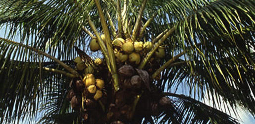Coconut Oil Compounds Repel Insects