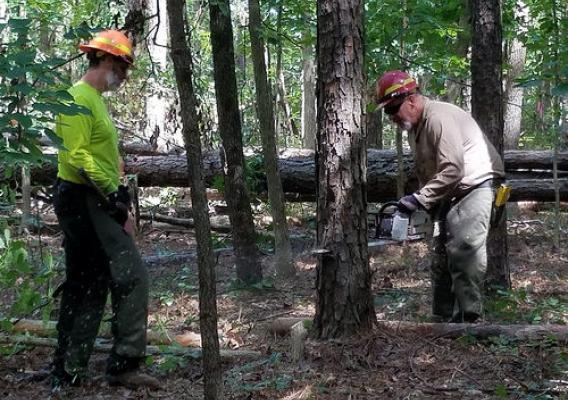 Mark Tanner (left) and Jeff Myers (right), sawyers with the U.S. Forest Service, cutting southern pine beetle-invested trees