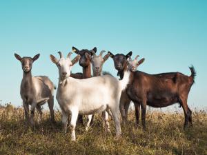 Cutting through the Barriers of Local Meat Sales for Virginia’s Small Farmers. Fresh from the Field impact, Falita Liles Editor. Photo of six goats in a field courtesy of Getty Images.