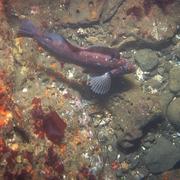 Fish on seafloor, Offshore Northern California