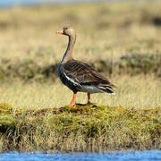 Greater White-fronted Goose on the North Slope of Alaska