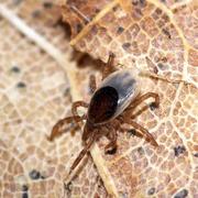 Blacklegged Ticks are Lyme Disease Carriers