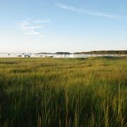 New England Salt Marsh