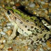 Southern leopard frogs, Lithobates sphenocephala