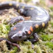 Spotted salamanders,  Ambystoma maculatum