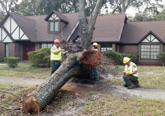 Urban Forest Strike Team Members assessing and recording tree damage from Hurricane Mathew