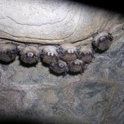 Image: Brown Bats with White Nose Syndrome