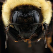 This photo is a head on image of a Bombus griseocollis queen bee.