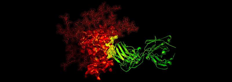 HIV-1 Vaccine-induced Broadly Neutralizing Antibodies