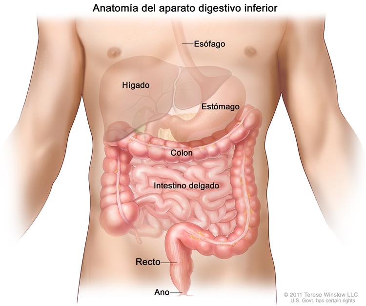 Anatomía del aparato  gastrointestinal (digestivo). Se muestra el esófago, el hígado, el estómago, el colon, el intestino delgado, el recto y el ano.