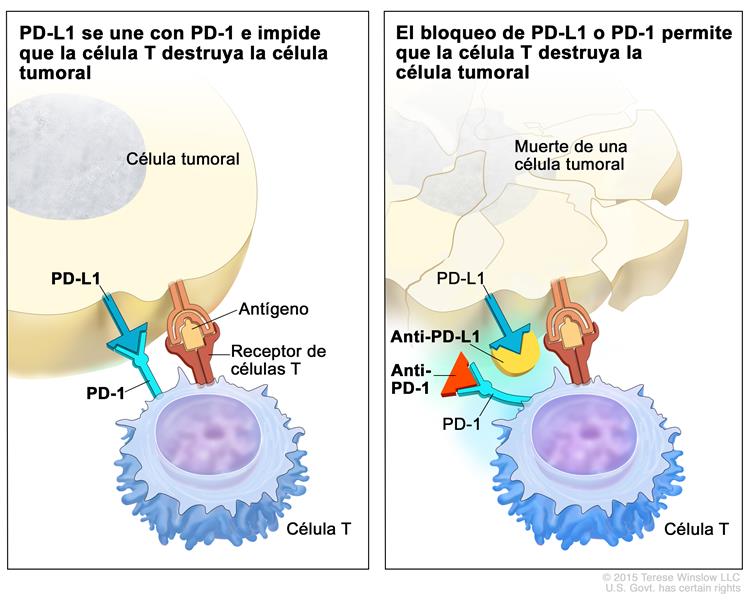 Inhibidor de puntos de control inmunitario; en el panel de la izquierda se muestra la unión de la proteína PD-L1 (en la célula tumoral) con  la proteína PD-1 (en la célula T), lo que impide que las células T destruyan las células tumorales del cuerpo. También se muestra un antígeno de una célula tumoral y un receptor de una célula T. En el panel  de la derecha, se muestran  inhibidores de puntos de control inmunitario (anti-PD-L1 y anti-PD-1) que impiden la unión de  PD-L1 con PD-1, lo que permite que las células T destruya las células tumorales.