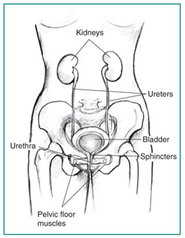 Drawing of the front view of an adult female urinary tract with the kidneys, ureters, bladder, urethra, pelvic floor muscles, and sphincters labeled.