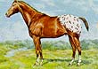 apaloosa horse
