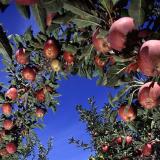Apple Orchard By Scott Bauer, USDA ARS Public domain, via Wikimedia Commons